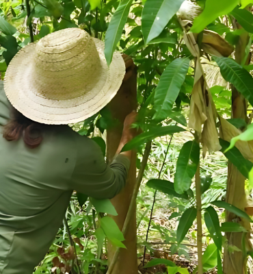Semeando a Economia Verde na Mata Atlântica
