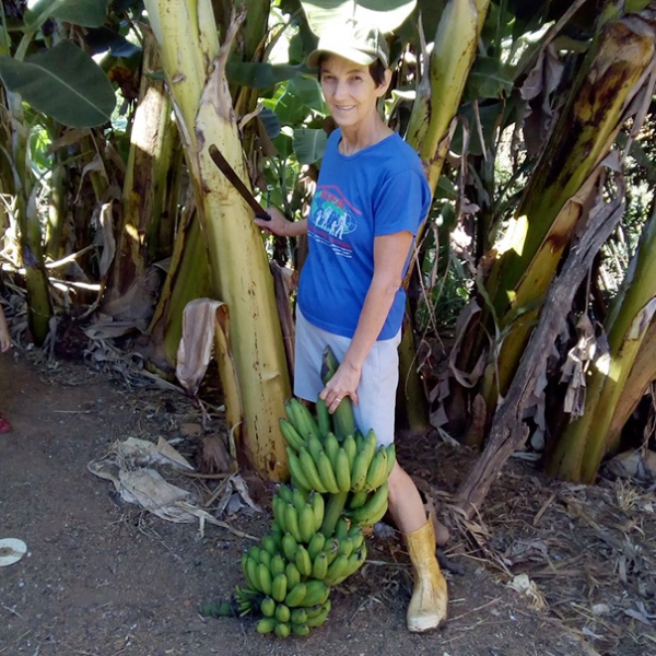 Aparecida, uma das fundadoras do Conselho Comunitário do Barbosa, mostra as bananas colhidas em sua propriedade 