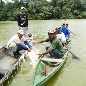 Na foto, os pescadores utilizam embarcações alugadas para realizar o manejo