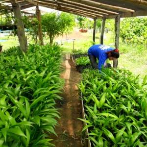 Mudas de açaí ajudam no reflorestamento de reassentamento em Rondônia