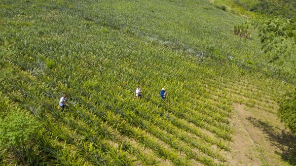 O Algodão Agroecológico gerando Renda e Conhecimento no Curimataú Paraibano