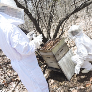 Investimentos devem multiplicar produção de mel no interior do RN