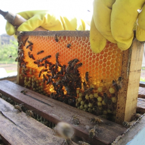 Redução de abelhas compromete a produção de alimentos