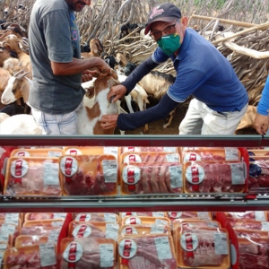 Novo investimento fortalece a ovinocaprinocultura na Bahia