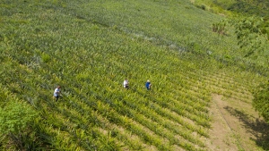 Agroecological Cotton Generating Income and Knowledge in Curimataú Paraibano