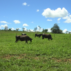 Iniciativa recupera vegetação e melhora produção leiteira em Minas Gerais