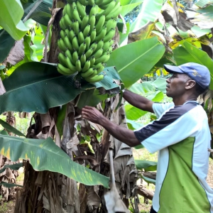 Agroindústria de polpa de frutas vai gerar renda para famílias rurais em Setubinha-MG