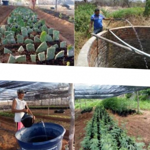 Projeto capacita jovens rurais na produção agropecuária em Canindé (CE)